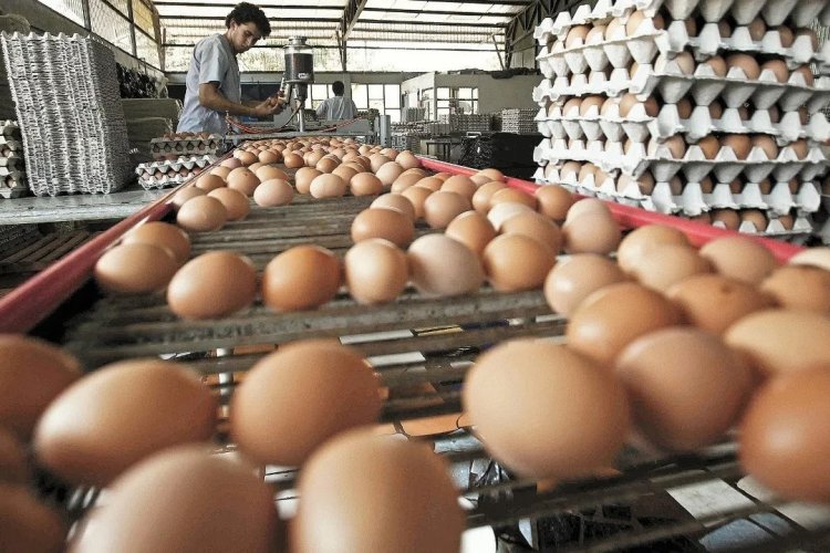 Jalisco, mayor productor de huevo, con el precio más alto del producto