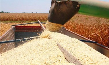 Productores de Sinaloa piden precio de 7 mil pesos la tonelada de maíz