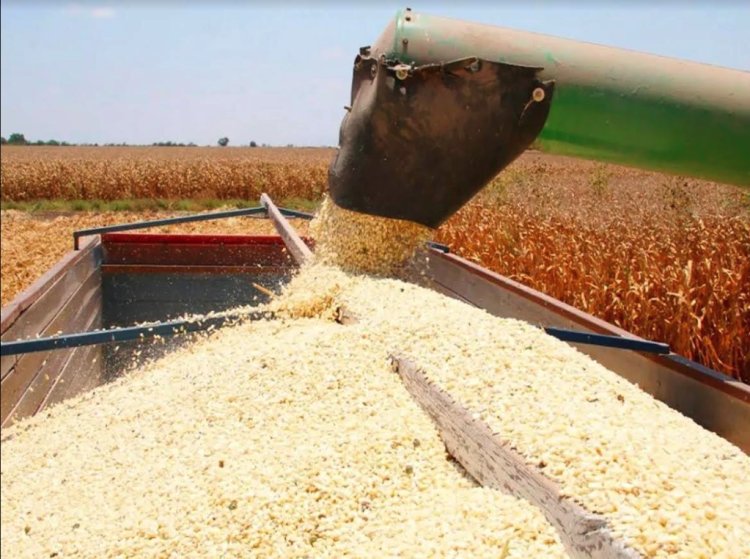 Productores de Sinaloa piden precio de 7 mil pesos la tonelada de maíz
