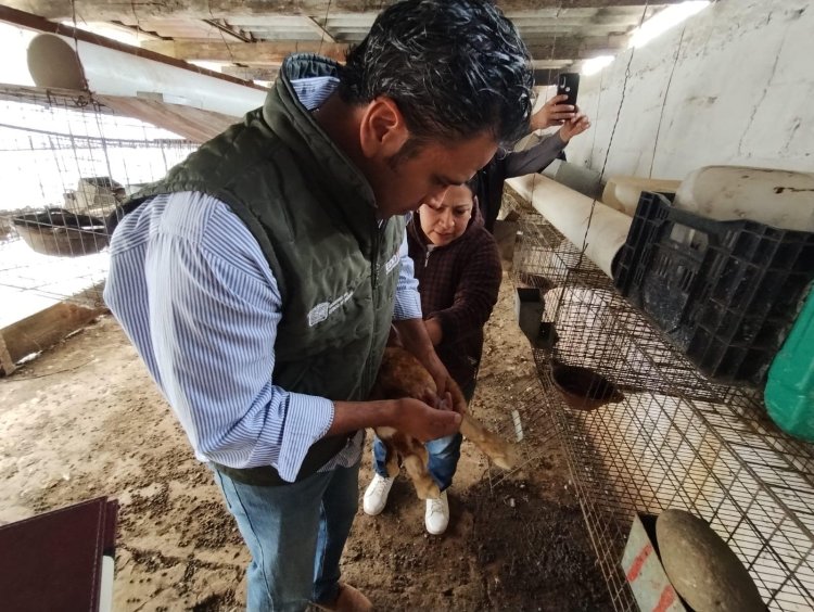 Inicia campaña sanitaria de ganado en comunidades de Tenancingo
