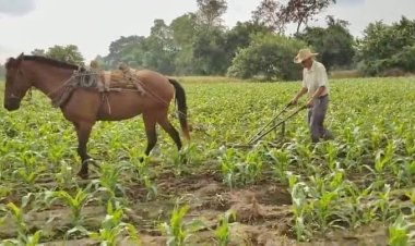 Niega Evencio Romero incremento en la producción de maíz