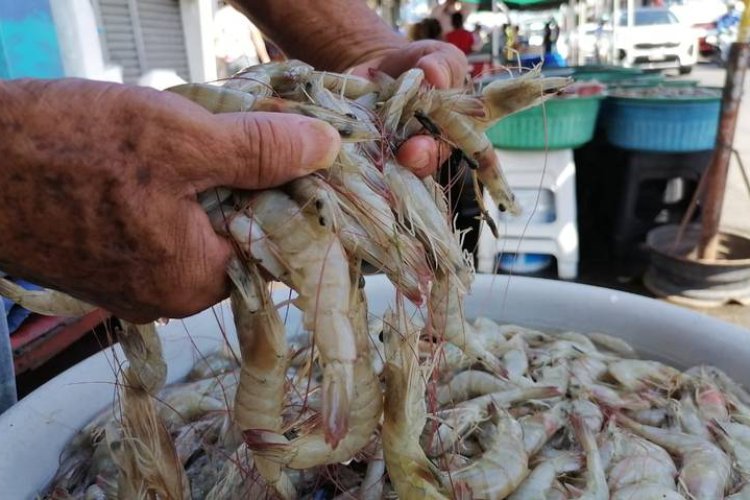 Importación de camarón pega a productores nacionales