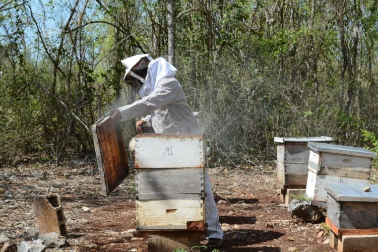 Precio de miel desploma y apicultores se ven afectados