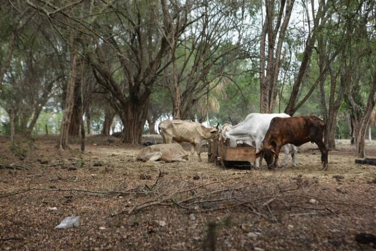 Peligra el campo por sequías en Tlaxcala
