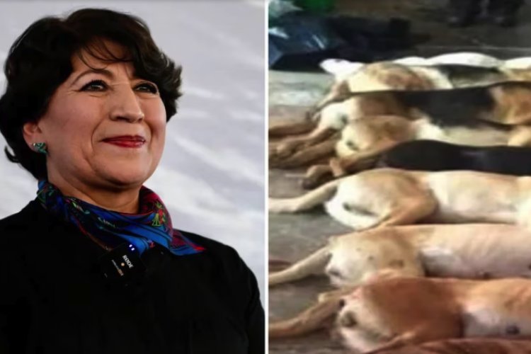 Denuncian a Delfina Gómez por el asesinato de más de 3 mil animales durante su gestión como alcaldesa en Texcoco