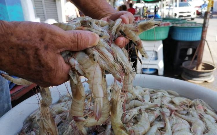 Importación de camarón pega a productores nacionales