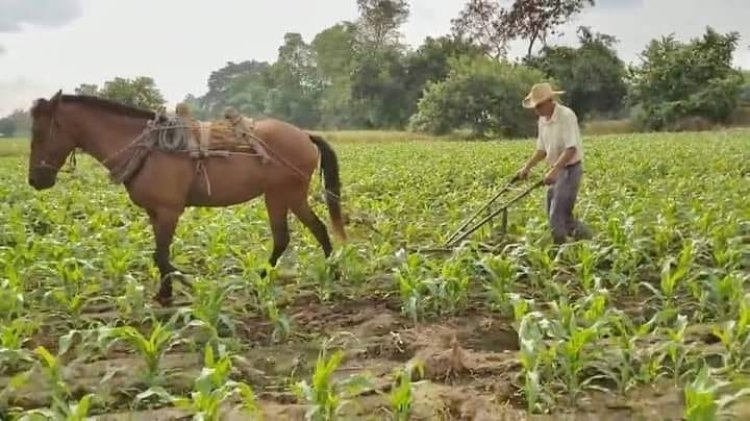Niega Evencio Romero incremento en la producción de maíz