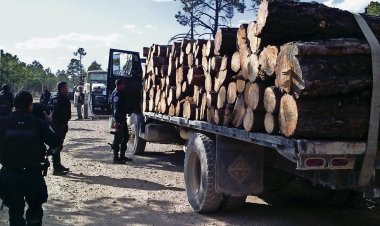 Crece la tala de árboles en la Sierra Tarahumara