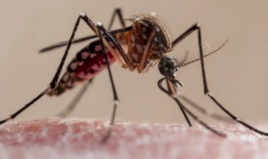 Casos de dengue en Puebla aumentan 1020 por ciento durante 2023