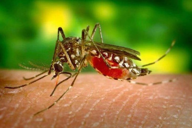 Casos de dengue en Puebla incrementan 933 por ciento