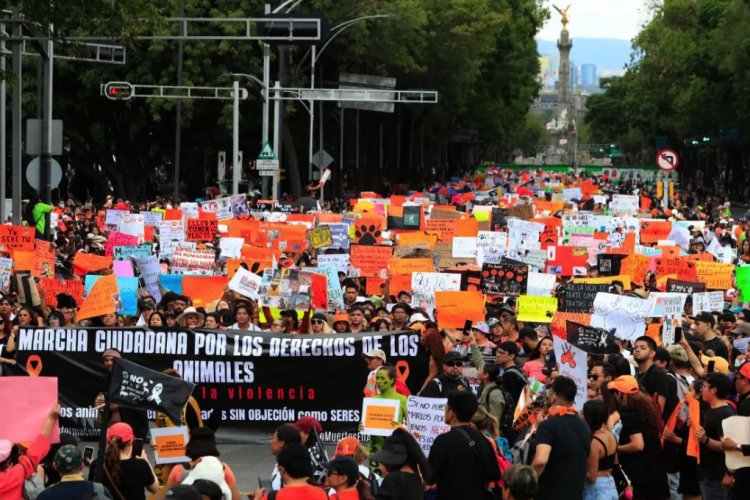 Realizan marcha ciudadana contra el maltrato animal en la CDMX