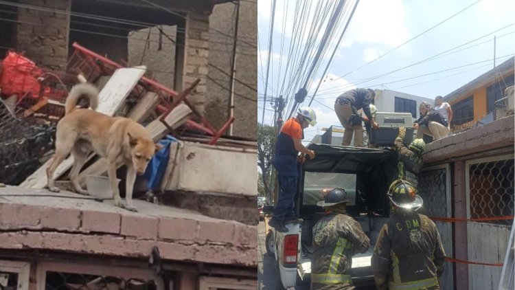 Rescatan a perrito de casa que iba a colapsar en Iztapalapa, CDMX