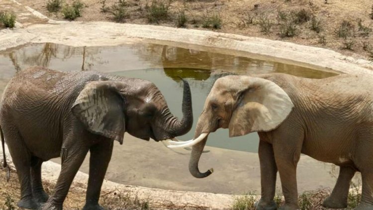 Gipsy, llega al zoológico de San Juan de Aragón para acompañar a Ely, otra elefanta africana