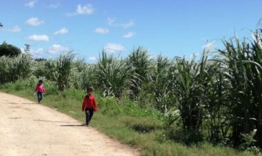 Ante la falta de obreros aumentan trabajadores infantiles en zafra de Quintana Roo