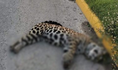 Jaguar es atropellado en la carretera Cancún – Chetumal