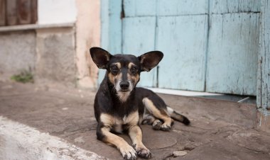 Envenenamiento masivo a perritos en Paracho, Michoacán
