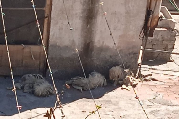 Rescatan a 30 perritos en la alcaldía Gustavo A. Madero, CDMX