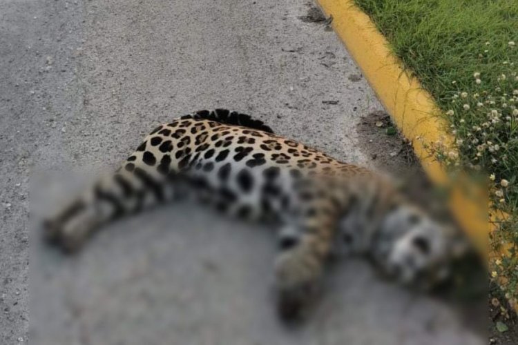 Jaguar es atropellado en la carretera Cancún – Chetumal
