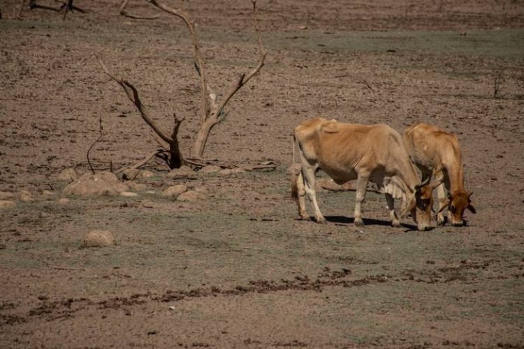 15 municipios de Sinaloa registran sequía severa
