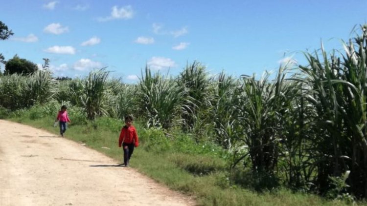 Ante la falta de obreros aumentan trabajadores infantiles en zafra de Quintana Roo