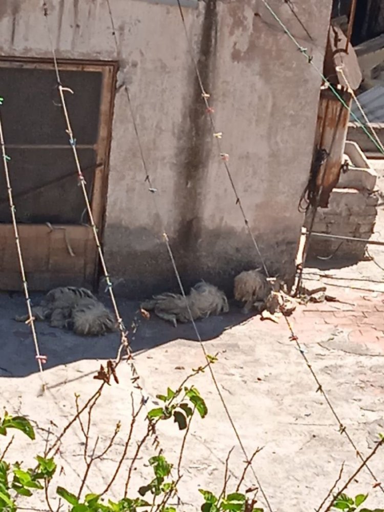 Rescatan a 30 perritos en la alcaldía Gustavo A. Madero, CDMX