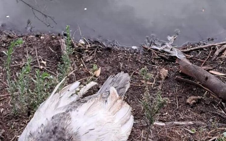 Reportan muerte de patos y peces en Lago de Espejos de los Lirios de Cuautitlán Izcalli, Edomex