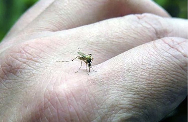 Por contagios del dengue, Veracruz ocupa el tercer lugar a nivel nacional