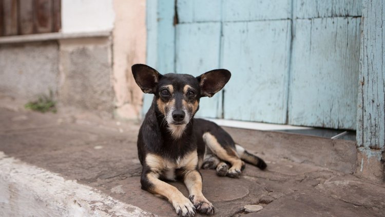 Envenenamiento masivo a perritos en Paracho, Michoacán