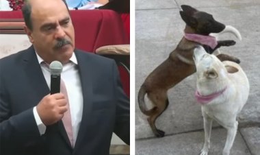 Buscan comparecencia de alcalde de Tangancícuaro, por asesinar a dos perritas; recomiendan deje su cargo