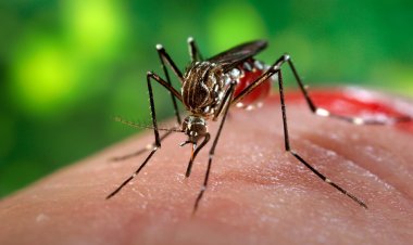 Se confirma en Oaxaca más de 121 nuevos casos de dengue