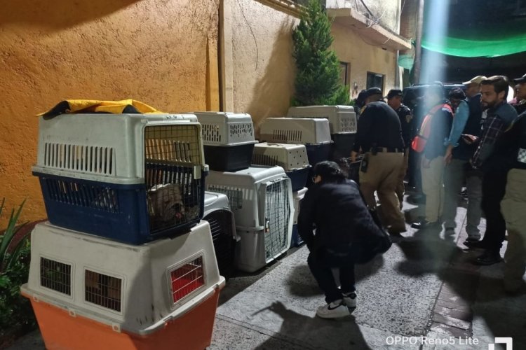 Rescatan 25 perritos de un criadero clandestino en la CDMX