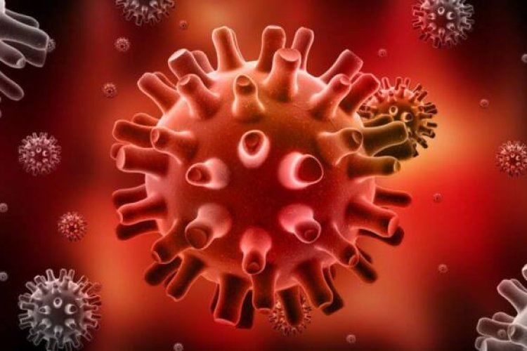 Potencial vacuna para el virus del herpes humano es desarrollada