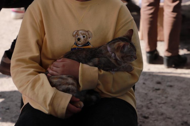 Inician campaña de esterilización de mascotas en Tecámac, Edomex