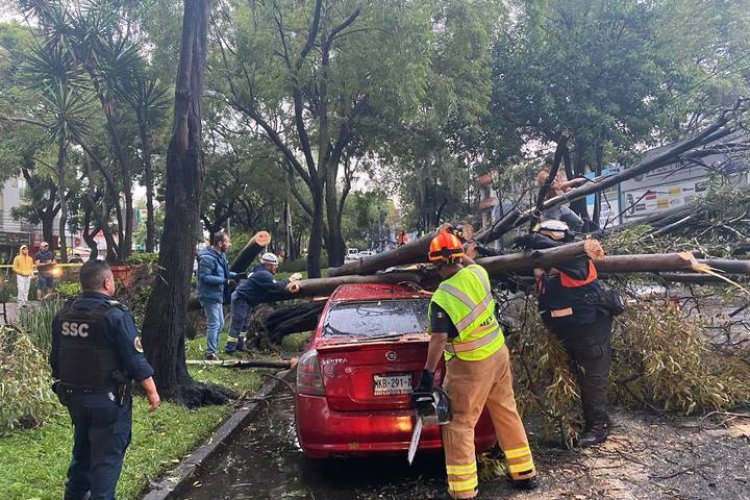 Reportan más de 100 accidentes por caída de árboles en alcaldía Coyoacán, CDMX