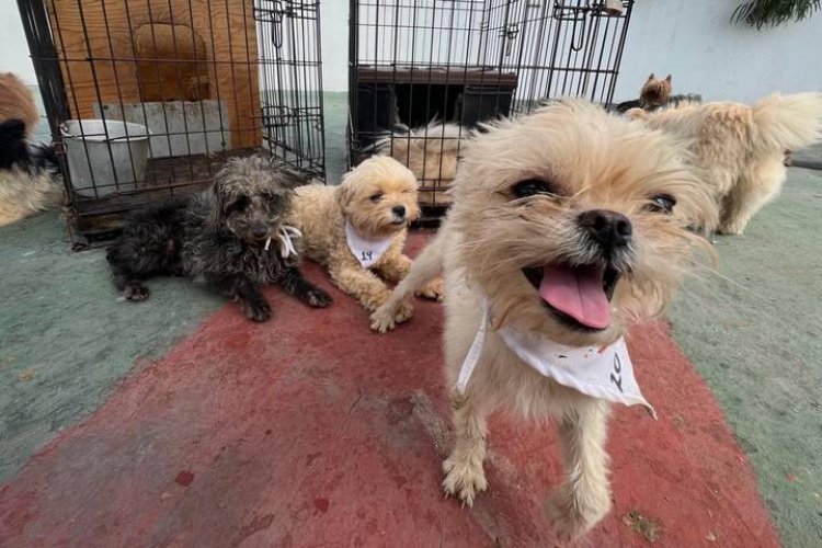 Desmantelan criadero clandestino en Ecatepec; rescatan a 31 perritos