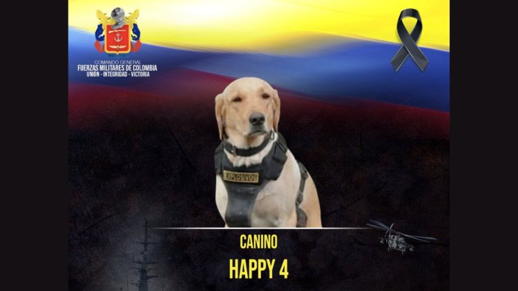 Perrito antibombas muere en cumplimiento del deber en Meta, Colombia
