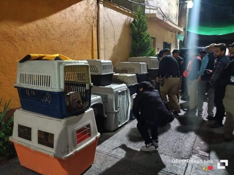 Rescatan 25 perritos de un criadero clandestino en la CDMX