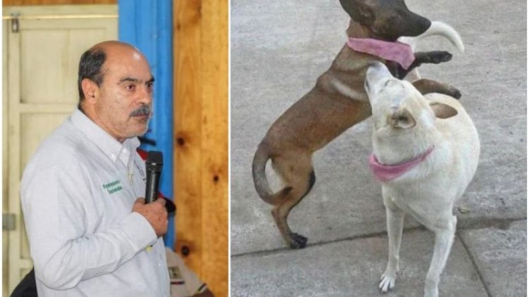 Investigan a alcalde de Tangancícuaro, Michoacán por matar a balazos a perritos