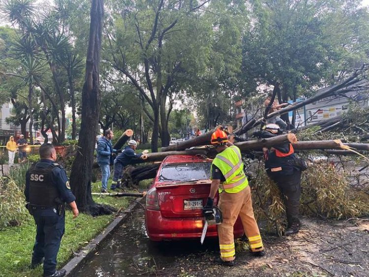 Reportan más de 100 accidentes por caída de árboles en alcaldía Coyoacán, CDMX