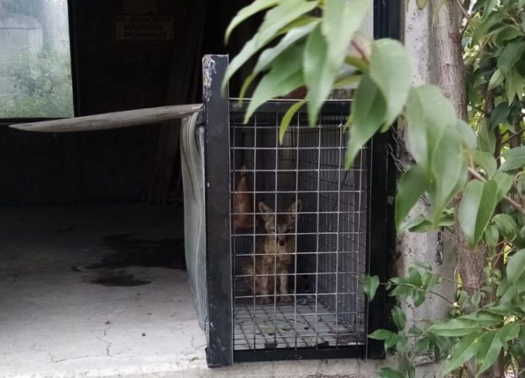 Rescatan a zorro que se encontraba en instalaciones del Metro de la CDMX