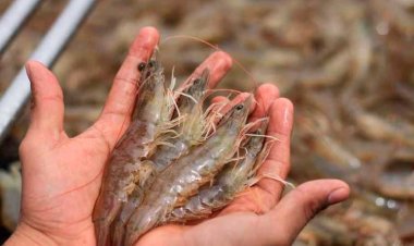 Se perderán mil 500 toneladas de camarón en esteros de Rosamorada y Tecuala
