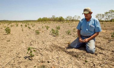 Sigue sin llover en Chihuahua: productores en alerta