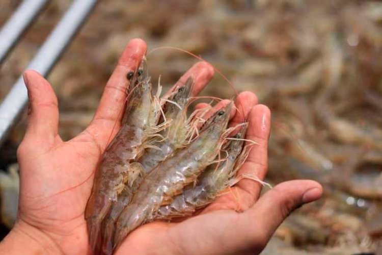 Se perderán mil 500 toneladas de camarón en esteros de Rosamorada y Tecuala