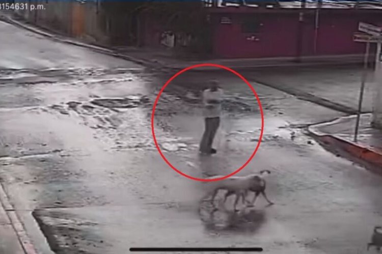 Sujeto dispara contra cuatro perritos en Puebla