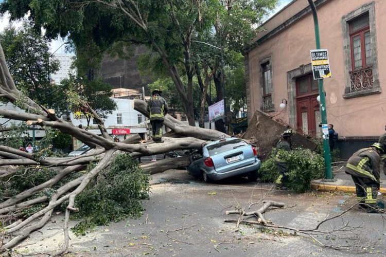 Árbol de 25 metros cae en la colonia Juárez, CDMX; aplastó un automóvil