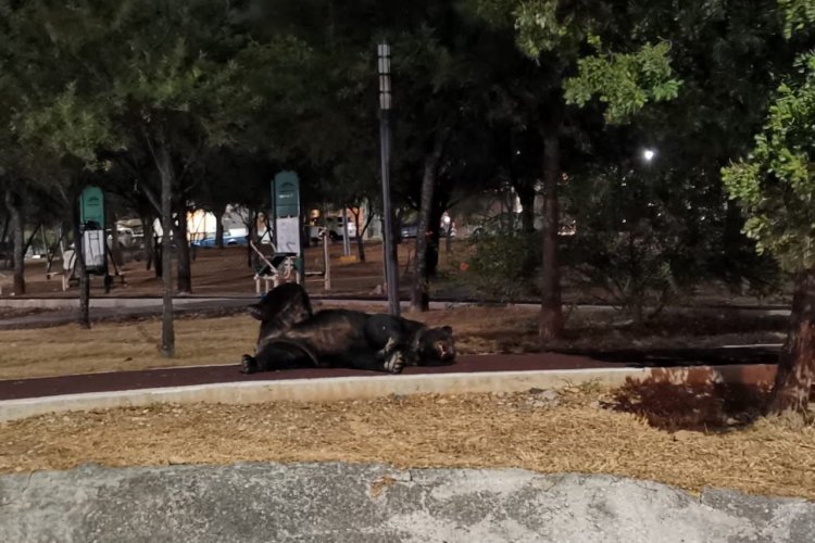 Enorme oso se pasea por las calles de Monterrey
