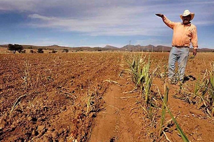 Seguro agrícola por sequía beneficiara a productores de Chihuahua