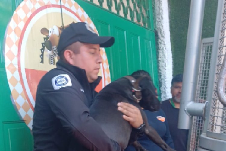 Agentes de la SSC rescatan a perrito que era maltratado en hotel para perros de la alcaldía Magdalena Contreras