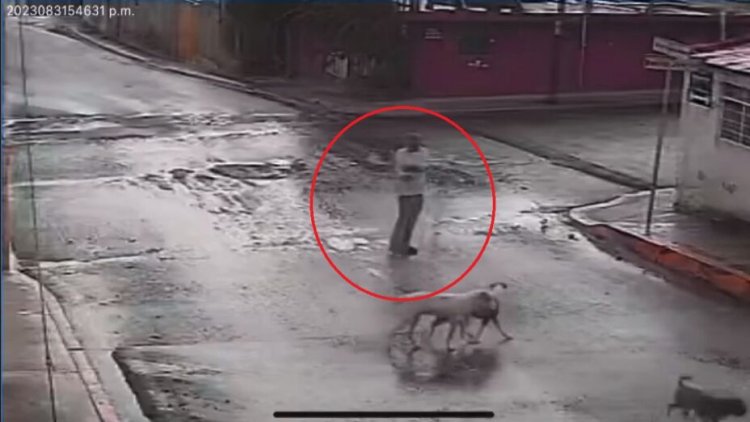Sujeto dispara contra cuatro perritos en Puebla