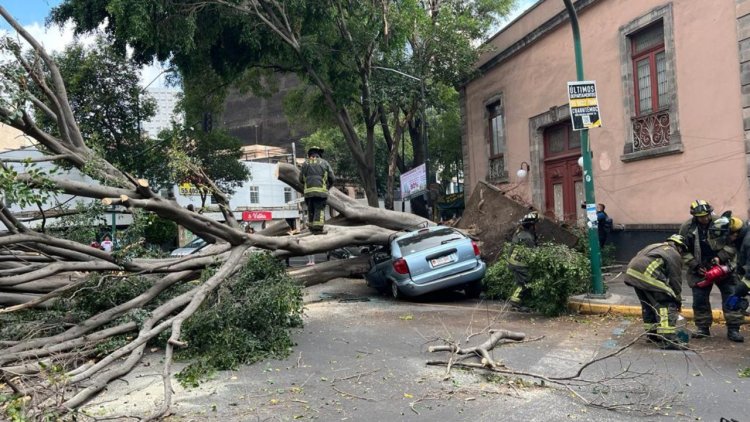Árbol de 25 metros cae en la colonia Juárez, CDMX; aplastó un automóvil